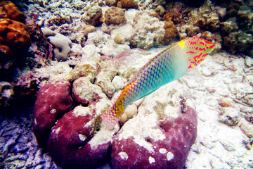 热带鱼 珊瑚
