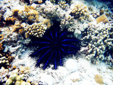 棘冠海星 海洋生物