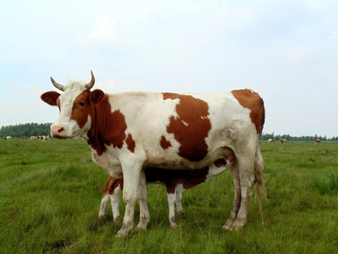 母牛和牛犊图