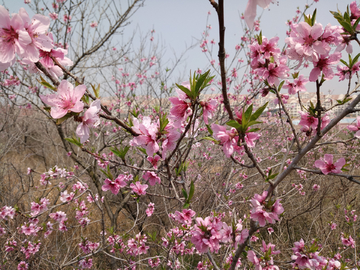 桃花