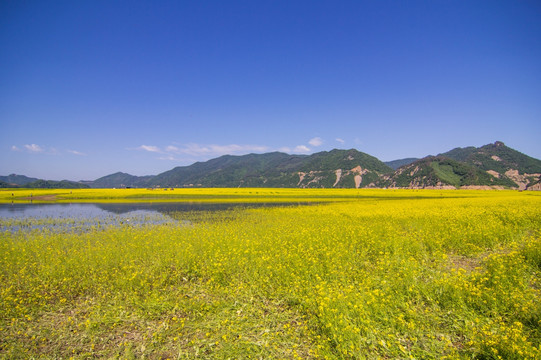 丹东绿江村油菜花田