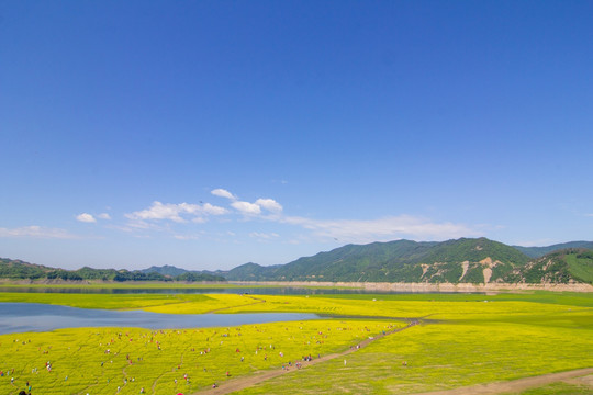 丹东宽甸绿江村油菜花田