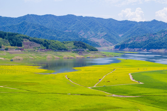 丹东绿江村油菜花田