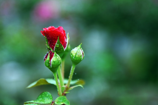 玫瑰花