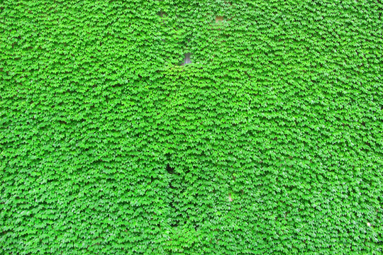 爬山虎