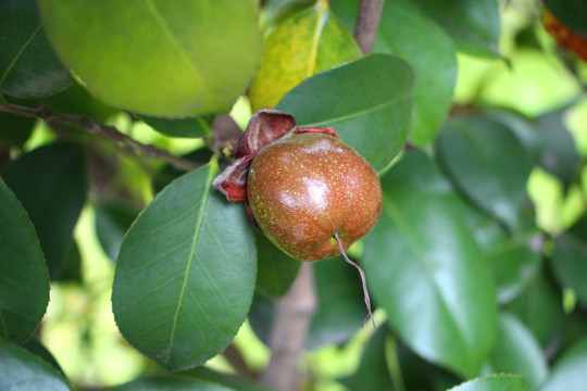 油茶果