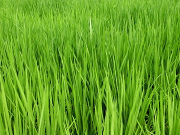 水稻 稻子 水稻田