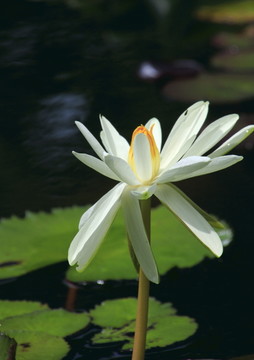 王莲