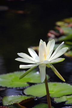王莲