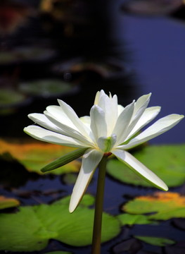 王莲