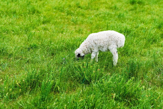 绵羊 羊羔