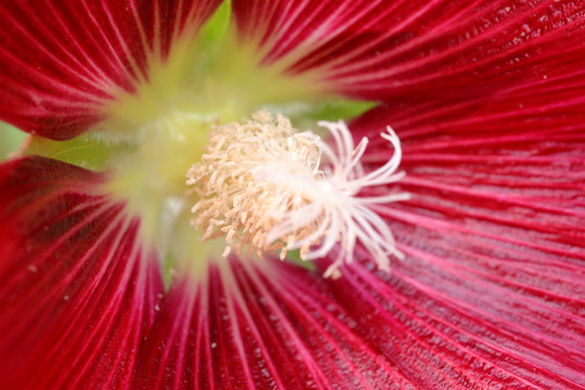 花蕊特写