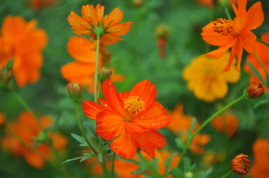 雏菊 菊花