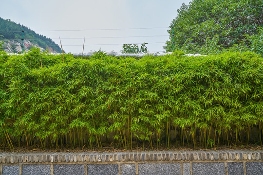 竹子植物墙