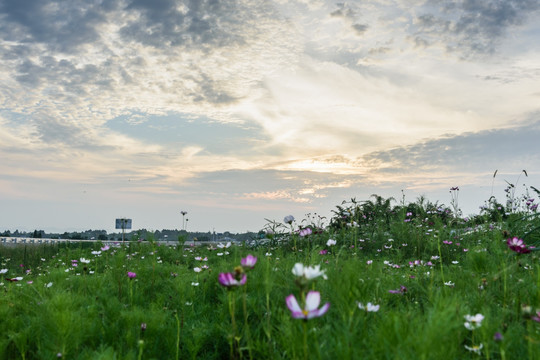 夕阳下的田野格桑花