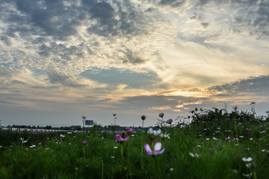 夕阳下的田野格桑花