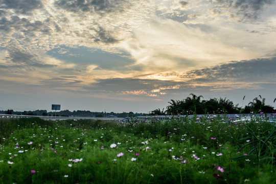 夕阳下的田野格桑花