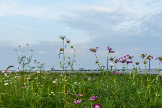 夕阳下的田野格桑花