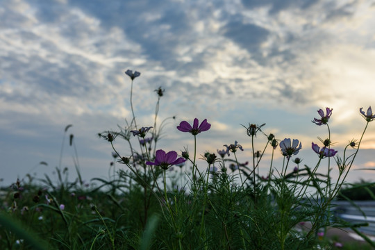 夕阳下的田野格桑花