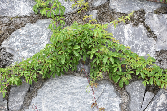 爬山虎