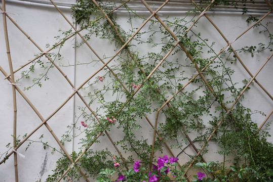 花藤背景墙