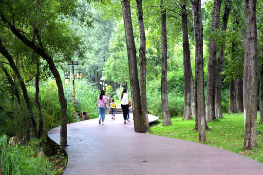 湿地公园 树林