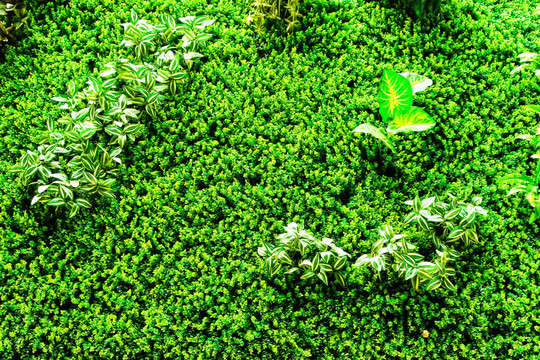 室内植物景观墙高清大图