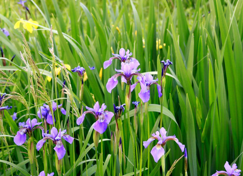 马兰花