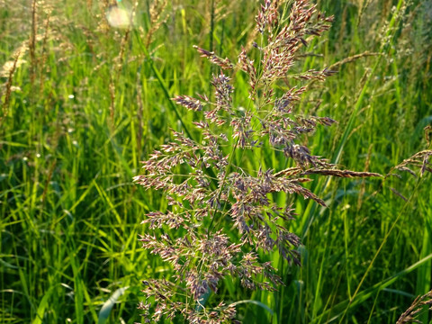 野草