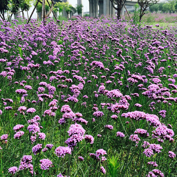 花海 