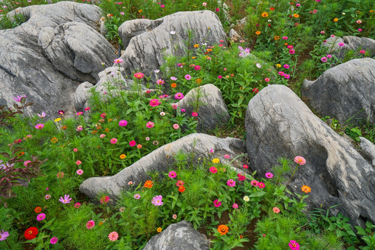 岩石上的花卉