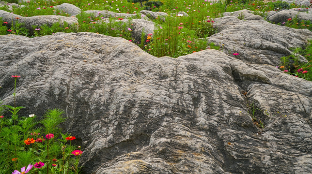 岩石上的花卉