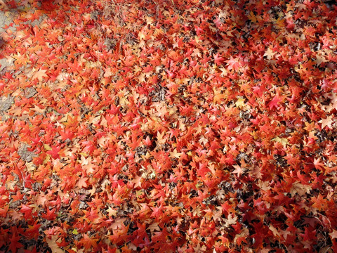 红叶背景墙