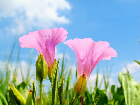 牵牛花蓝天背景