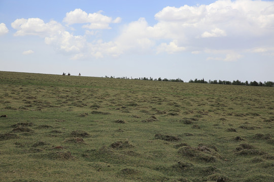 马仑草原