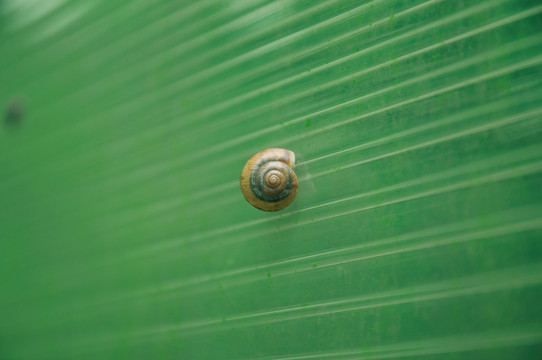 蜗牛