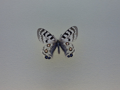 绢蝶