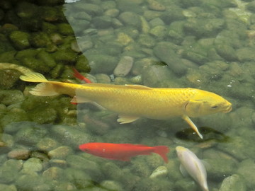锦鲤 金色的鲤鱼