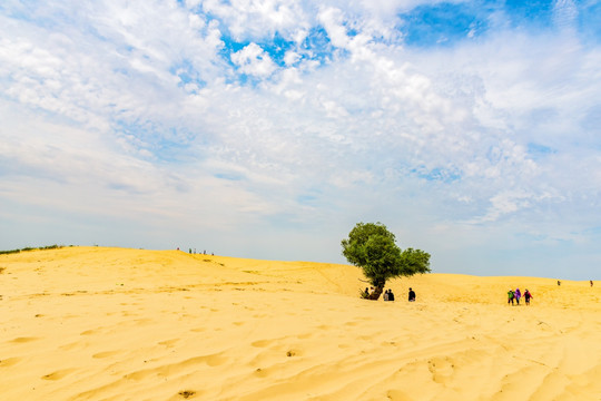 塔敏查干沙漠 沙漠孤树