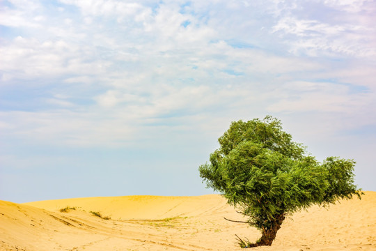 塔敏查干沙漠 沙漠孤树
