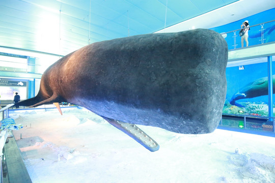 抹香鲸标本