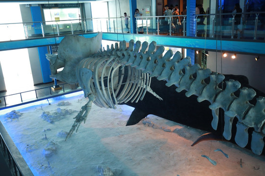 齿鲸标本