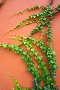 红墙背景和绿色植物