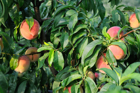 结满果实的桃树