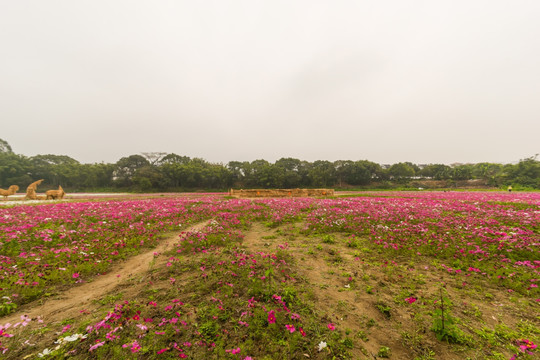 花海