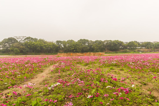 花场