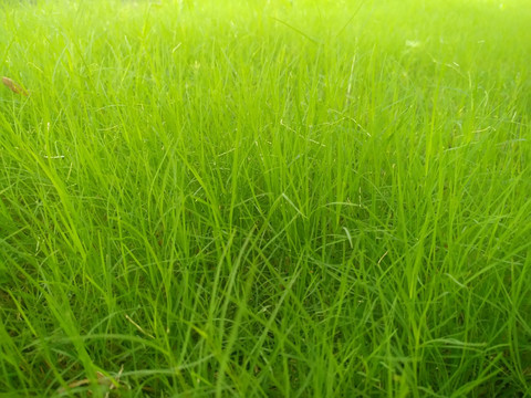 绿草