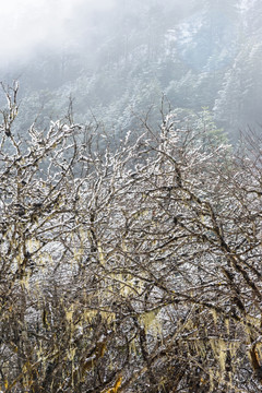 雪后美景