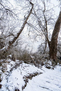 雪后的林中步道