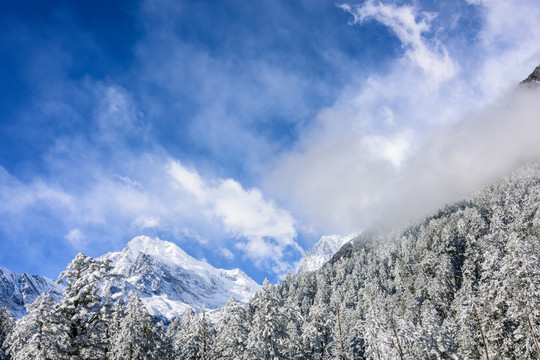 雪山和雪松